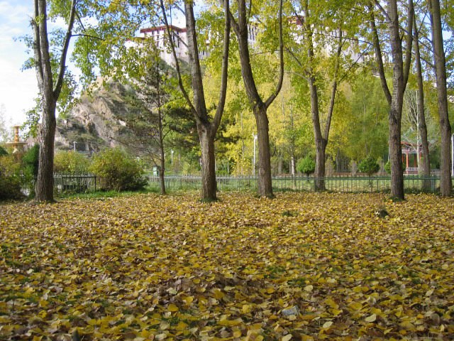 照片：龍王潭公園的落葉