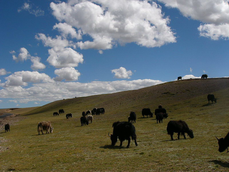照片：羌塘草原之牛羊滿山