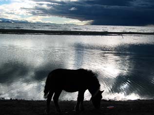 西藏圖片：納木錯的馬