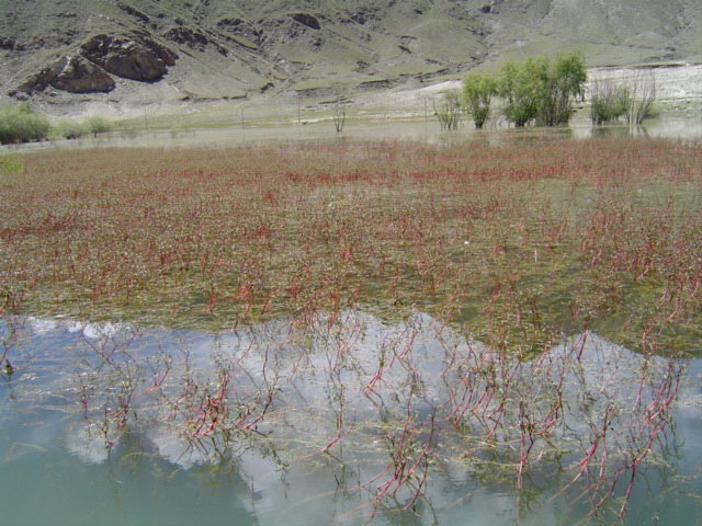 西藏圖片：拉薩也有紅草灘