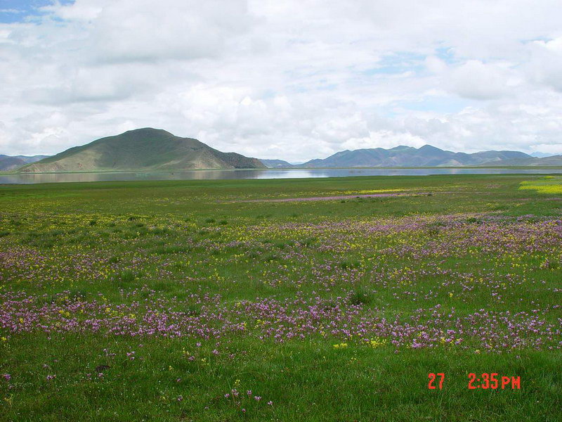 西藏圖片：羊湖野花2