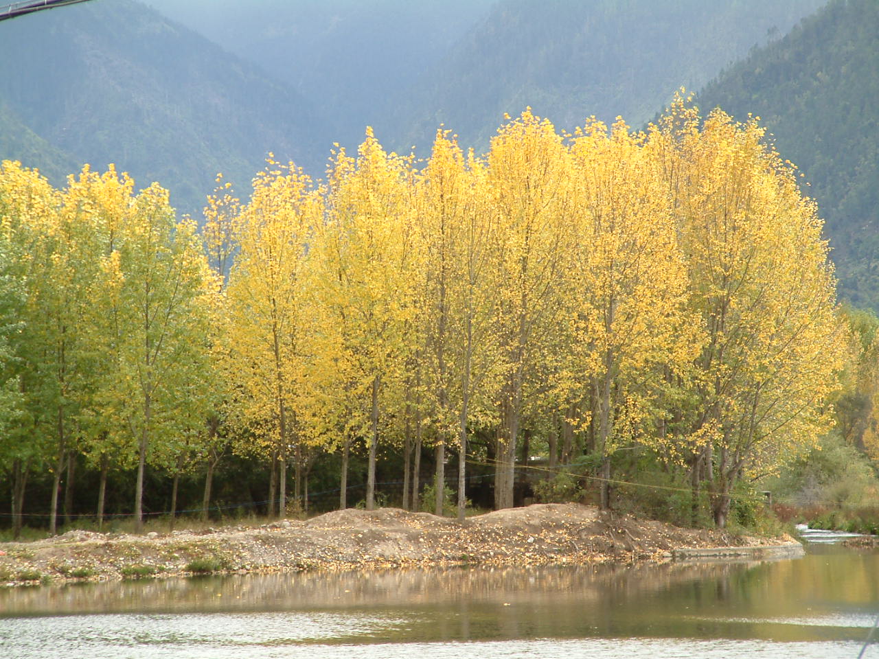 西藏林芝圖片：林芝金黃的楊樹