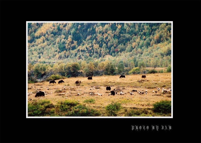 西藏林芝圖片：途中