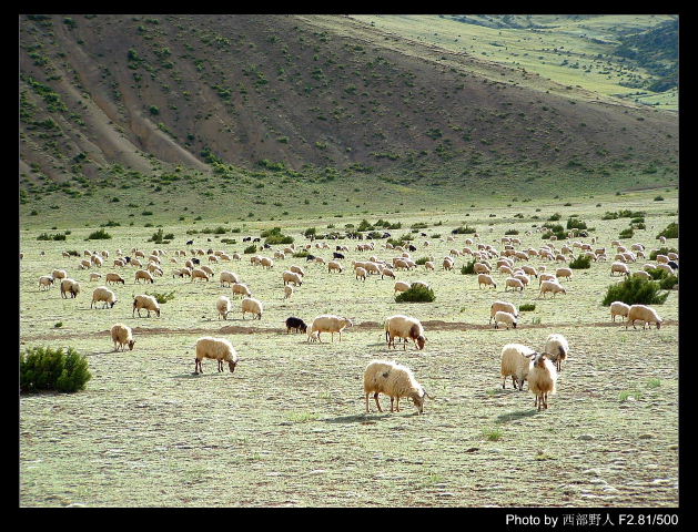 西藏旅遊照片：昌都-羊群