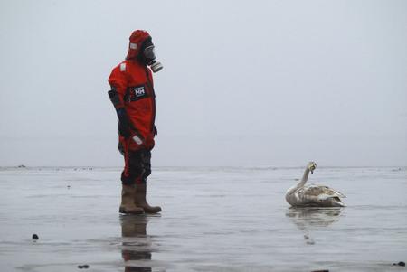 圖文:防火潛水員找到一隻死去的天鵝