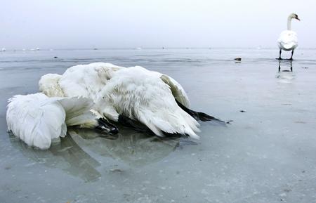 圖文:呂根島上一隻死去的天鵝