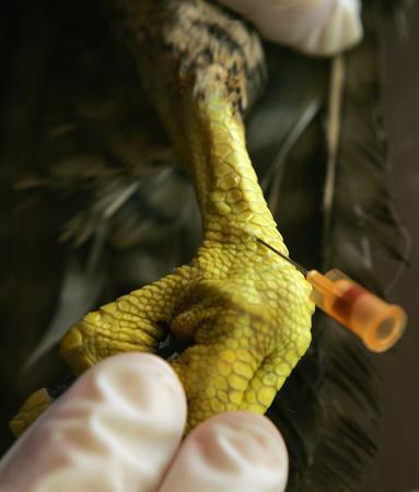 圖文:獸醫正在為一隻遷徙來的獵鷹抽血檢查