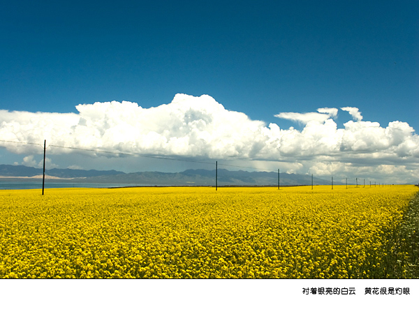 青海湖油菜花圖片