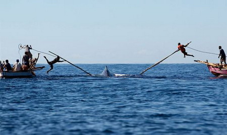 印尼原始島民海上撐竿飛躍捕巨鯨(圖)