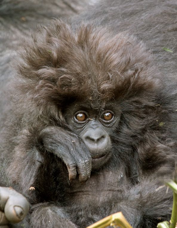 圖片：髮型超酷的小猩猩