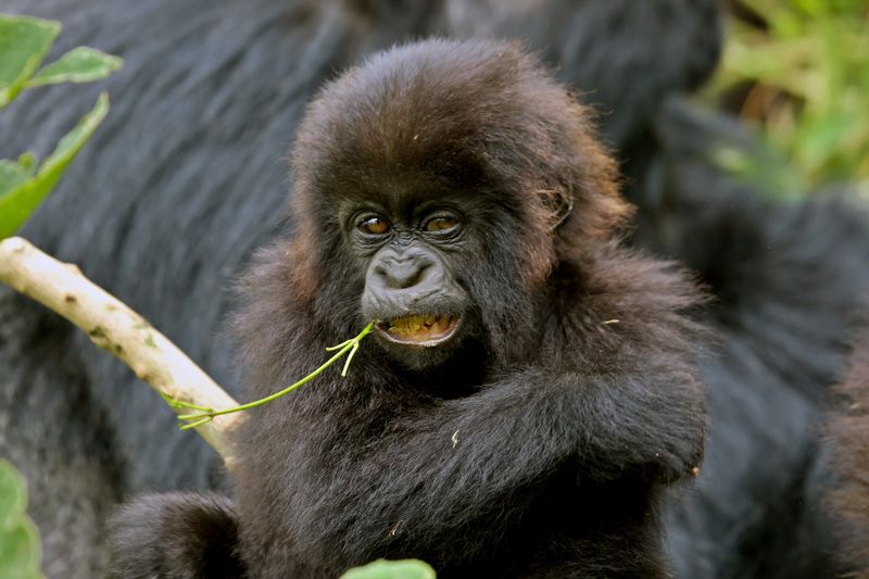 圖片：髮型超酷的小猩猩