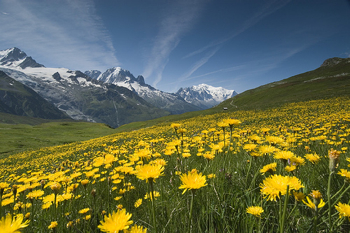 Meadow of Yellow Flowers and Mountains