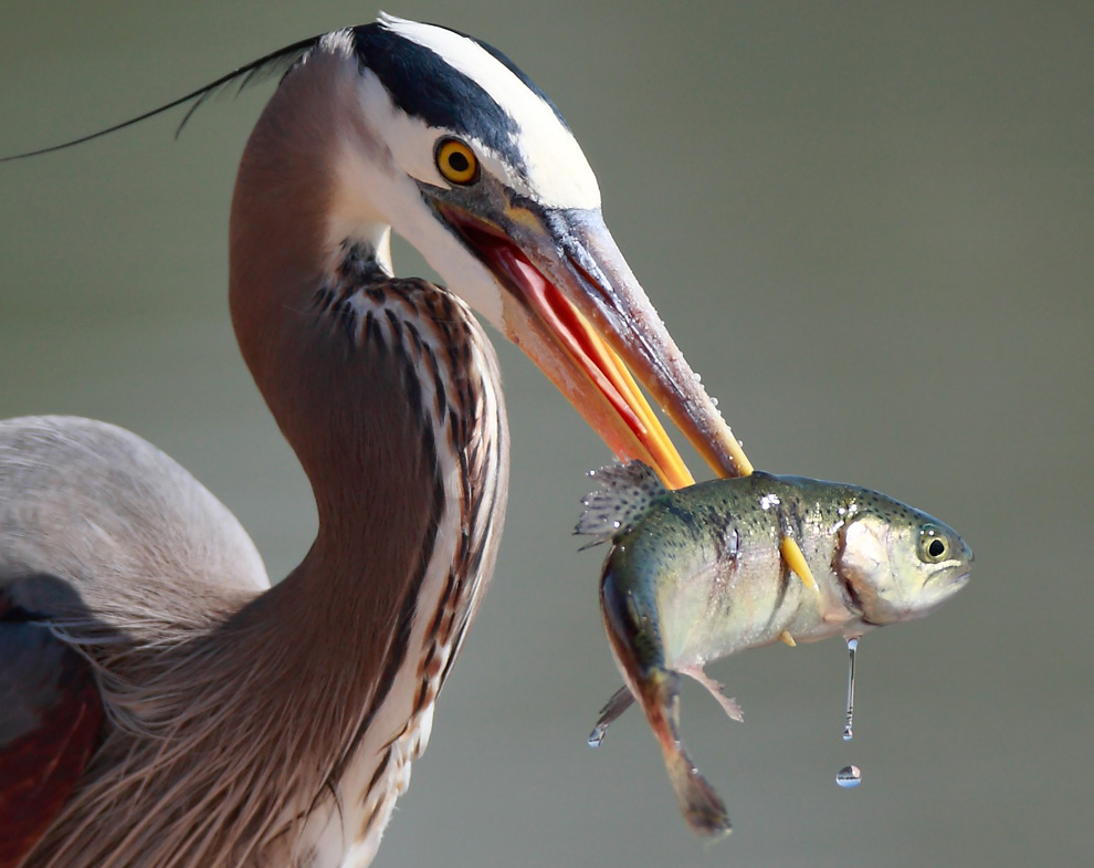 高清圖片：2010年美國國家地理攝影大賽作品-美味到口的大藍鷺