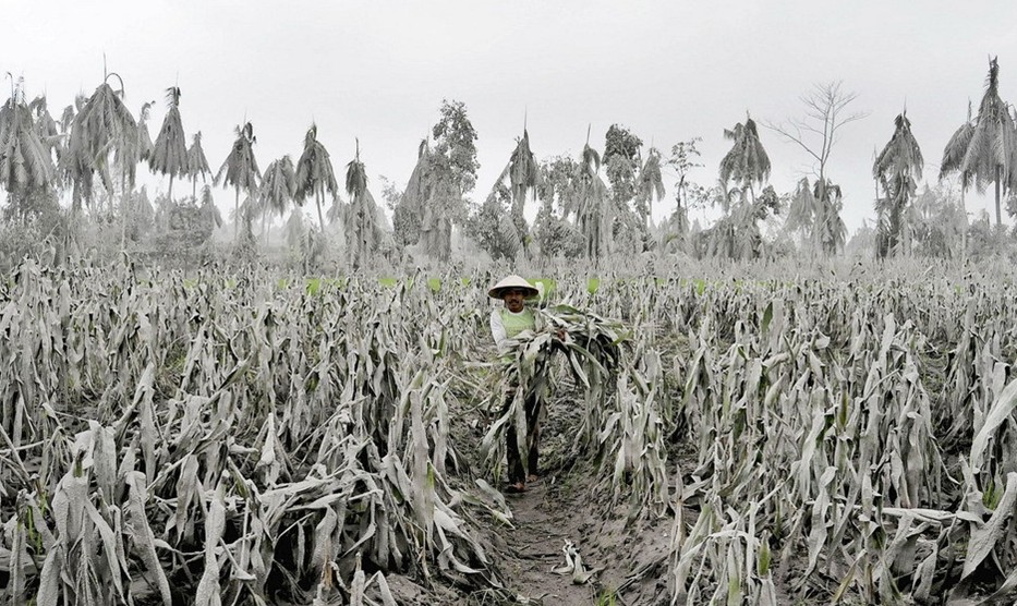 圖片：農民走過被火山灰涵蓋的農田